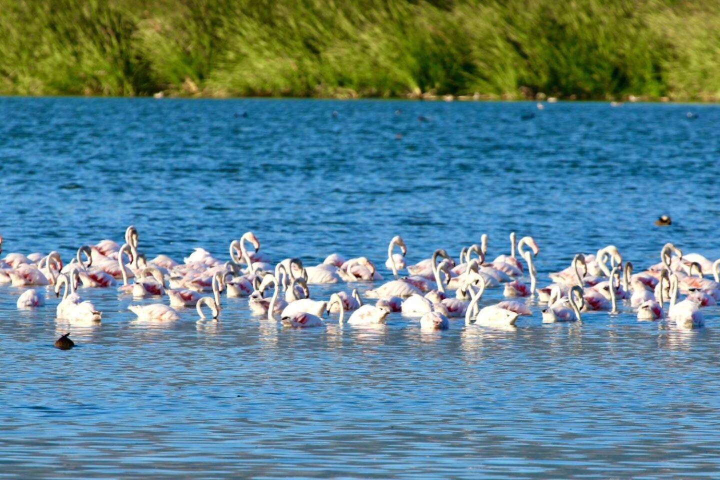 Flamingo View Apartment